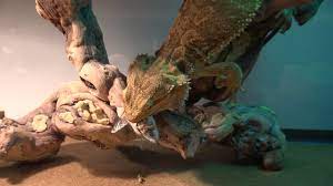Should eat vs could eat. My Bearded Dragon Eating A Live Cicada Youtube