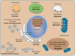 Following the outbreak of a virus that wipes out the majority of the human population, a young woman documents her family's new life in quarantine and tries to protect her infected sister. Viral Factory Viralzone