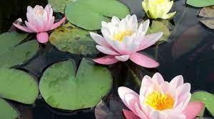 We did not find results for: Mengenal Teratai Dari Akar Hingga Daun Yang Anti Kotor Halaman All Tribun Timur