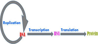 Difference Between Replication And Transcription With