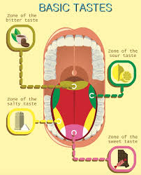 how a mistranslation made you think your tongue had taste