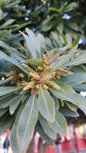 Image result for Myrica pilulifera