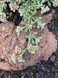 Image result for Polycarpaea