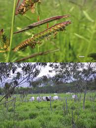 Image result for Urochloa brevispicata