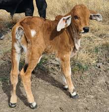 It was bred in the united states from 1885 from cattle originating in india, imported at various times from the united kingdom, from india and from brazil. Gtm Brahmans Home Facebook