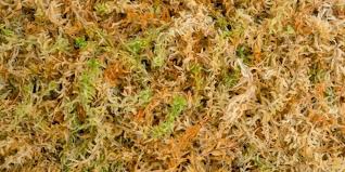 This includes many new world cichlids, tetras and some catfish. Peat Moss Vs Sphagnum Moss Are They The Same Plants Spark Joy