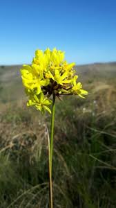 Image result for Burttia