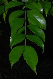 Image result for Strychnos henningsii