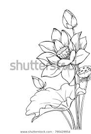 Vector De Stock Libre De Regalias Sobre Ink Pencil Leaves Flowers Lotus Isolate790429954 Lotus Flower Painting Flower Sketches Lotus Flower Drawing