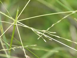 Image result for Digitaria milanjiana