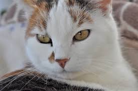 Head pressing means that he has pain in his head, and he's looking for relief. Head Pressing In Cats A Must Read For All Cat Owners Cole Marmalade