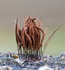 Image result for Stemonitis splendens
