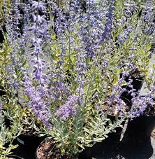 Image result for Perovskia atriplicifolia lacey blue lisslitt photo
