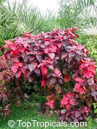 Image result for Acalypha chirindica