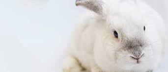 Discover our skincare products and enjoy complimentary shipping & samples. Top 20 Cruelty Free Haircare Products 2021 Cosmetify