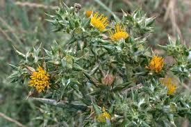 Image result for Berkheya speciosa