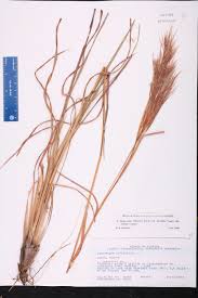 Image result for Andropogon fastigiatus