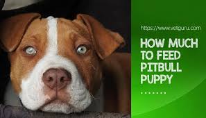 Maybe you would like to learn more about one of these? How Much To Feed A Pitbull Puppy Feeding Schedule Growth Chart Faqs
