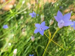 Image result for Wahlenbergia subaphylla