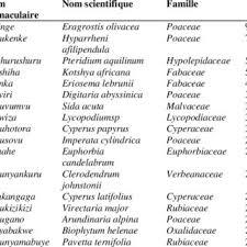 Image result for Eriosema lebrunii
