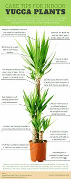 When caring for yucca plants, it is a good idea to wear gloves to protect your hands from the sharp leaves. Growing Yucca Plants Infographic Ecogreenlove Interiorgarden Yucca Plant Yucca Plant Care Plant Care
