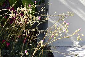 Maybe you would like to learn more about one of these? Succulent Propagating Rock Purslane Aka Super Succulent Cistanthe Grandiflora Greenhouse Studio