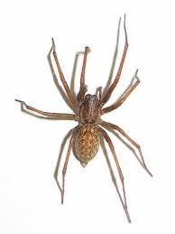 A hobo spider bite is not usually a cause for concern, although some people say it is dangerous. How Can I Be Rid Of Hobo Spiders Once And For All Osu Extension Service