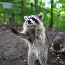 Here you will find the experts' advice as to how to catch a raccoon, the seven rules of successful raccoon trapping and a comparative review of 7 best after being trapped, a wild animal is unlikely to sit calmly; Wildlife Safety Tips Raccoons