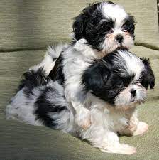 Very playful and full of love and kisses. Shih Tzu Coat Colors