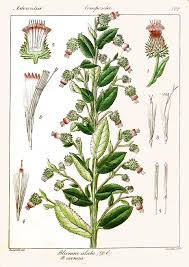 Image result for Laggera