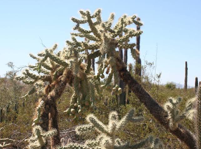 Guy falls into cactus after being hit by PGA Tour Golfer Rory McIlroy : r/videos