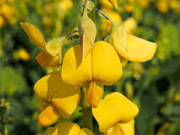 Image result for Crotalaria parvula