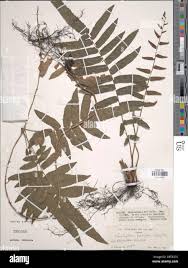 Image result for Ampelopteris