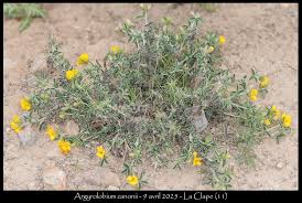 Image result for Argyrolobium rupestre
