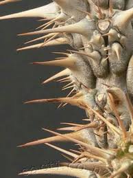 Image result for Euphorbia didiereoides