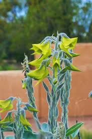 Image result for Crotalaria monteiroi