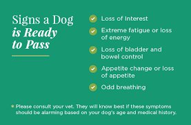 If left untreated, dogs with lymphoma will generally die from their disease within 3 to 4 weeks. Is My Dog Dying Learn The Signs How To Comfort Say Goodbye To Your Dog