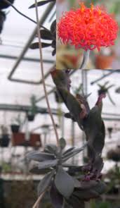 Image result for Kleinia grantii