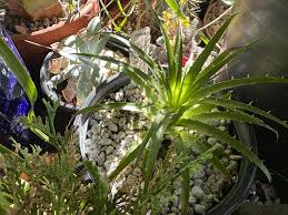 Image result for Aloe rulkensii