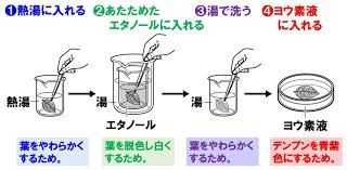 中1理科 光合成と呼吸のポイント Examee