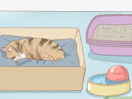 Check spelling or type a new query. How To Tell If A Cat Is Pregnant 12 Steps With Pictures