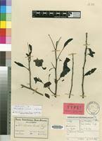 Image result for Monodora grandidieri