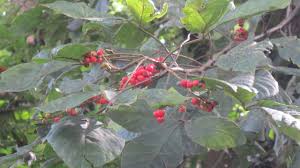 Image result for Allophylus