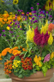 Celosia Makes Beautiful Mixed Container Plantings With Sun Loving Plants Such As Marigolds And Gomphr Fall Container Gardens Container Flowers Container Plants