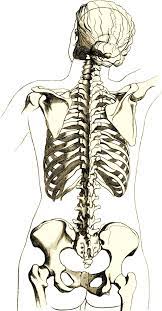 The number of bones each region has are. File Skeleton Woman Back Jpg Wikidoc