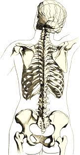File Skeleton Woman Back Jpg Wikidoc