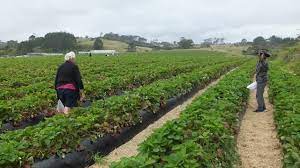 zaknich farms strawberries waitakere city 2021 all you need to know before you go with photos waitakere city new zealand tripadvisor