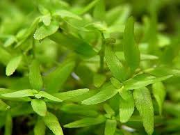 Image result for Elatine