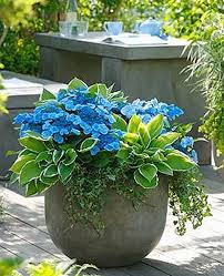 Blue White In The Garden Simple Container Garden Flowers Ideas 43 The Post Blue White I Container Gardening Flowers Planters For Shade Container Flowers