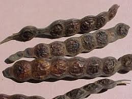 Image result for Acacia nilotica